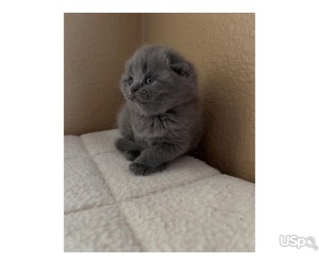 Love Scottish Fold Kittens