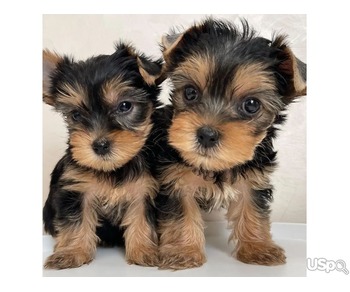 Sweet Yorkie puppies