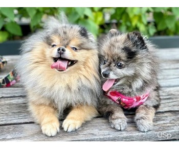 Gorgeous  Pomeranian puppies