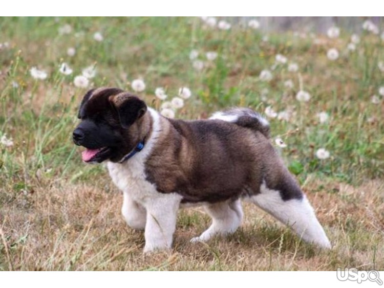 Charming Akita puppy Available For Adoption.