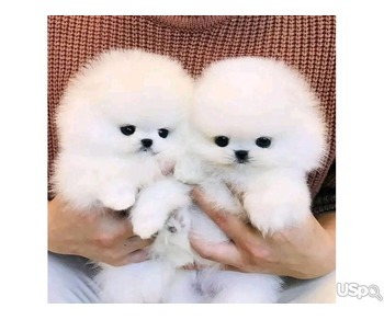 Gorgeous pomeranian puppies