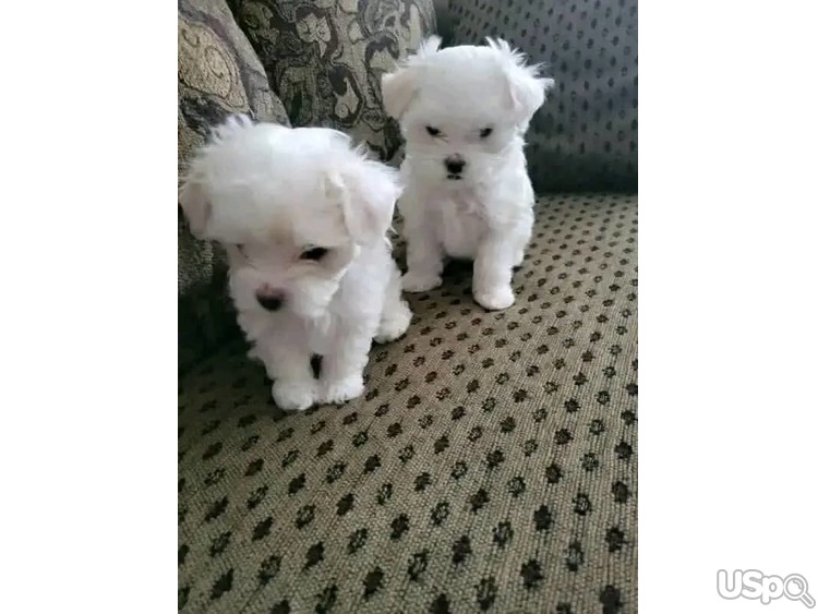 Amazing maltese puppies for new home