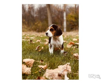 beagle boy