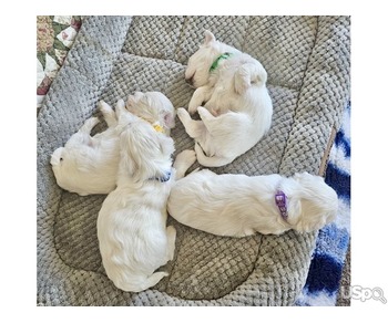 MALTESE puppies 3 boys