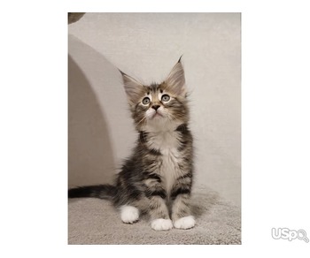 Mainecoon kitten