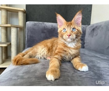 Stunning Mainecoon Kitten