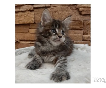 Gorgeous Mainecoon kitten