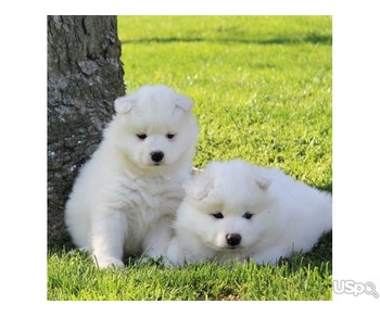 Samoyed white male and female puppies for sale ‪ text or call via +12136300871