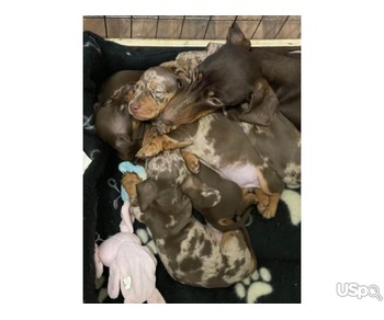 min Dachshund puppies available