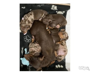 min Dachshund puppies available