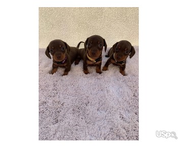 Dachshund puppies available