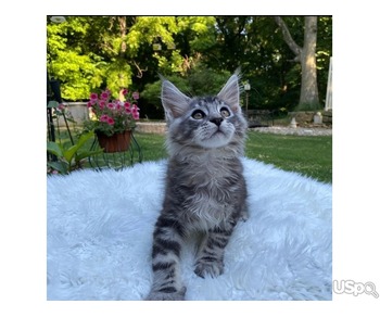 Gorgeous Mainecoon kitten