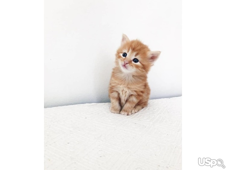 Stunning Mainecoon Kitten