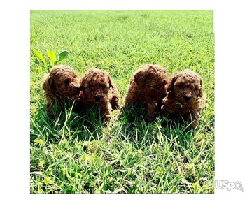 Toy Poodles