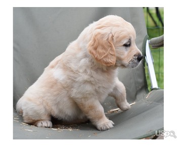 Golden Retrievers For Sale