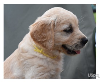 Golden Retrievers For Sale