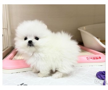 Pom Puppies For Sale