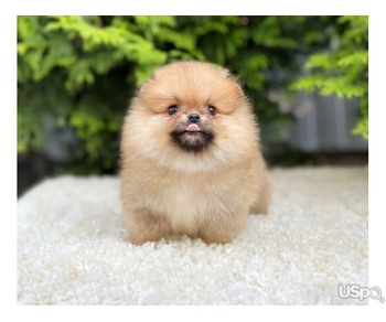 Brown Pom Puppies For Sale
