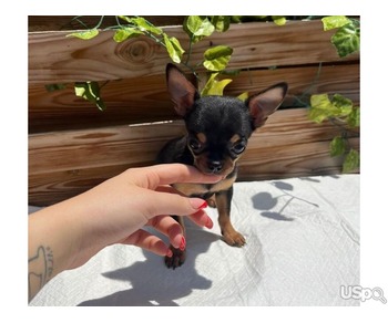Chihuahua Smooth For Sale