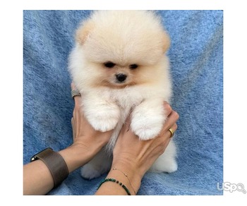 White and Brown Pomeranian for sale