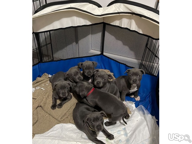 Staffordshire Bull Terriers Puppies For Sale