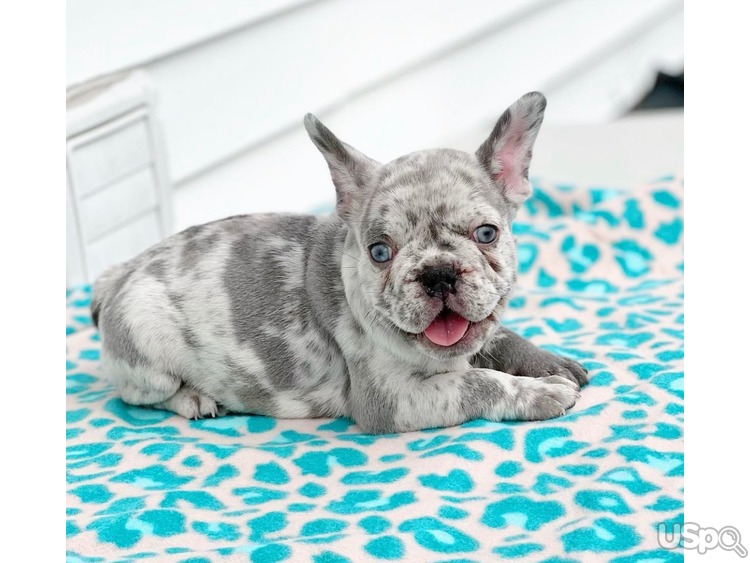 Sweet Male Frenchie Puppy For Sale