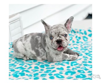 Sweet Male Frenchie Puppy For Sale