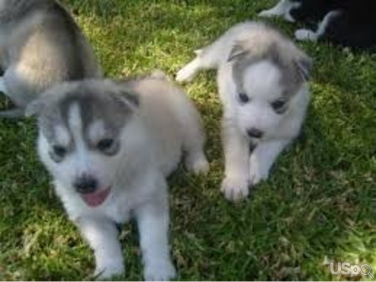 Cute Male Husky puppies for adoption