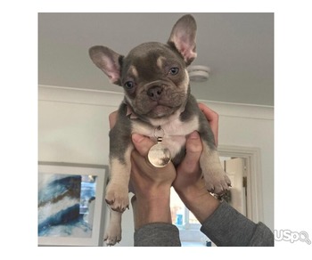 Blue & Tan female frenchie puppy for sell