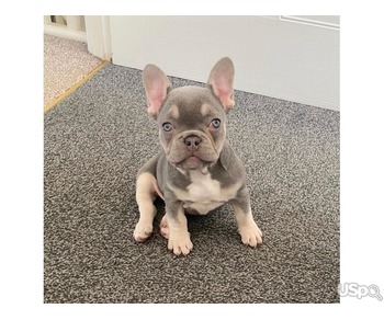 Blue & Tan female frenchie puppy for sell