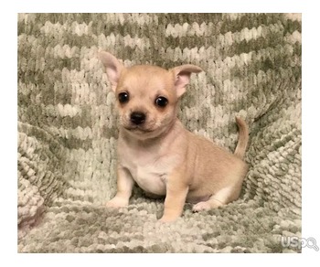Two Chihuahuas For Sale