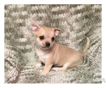 Two Chihuahuas For Sale