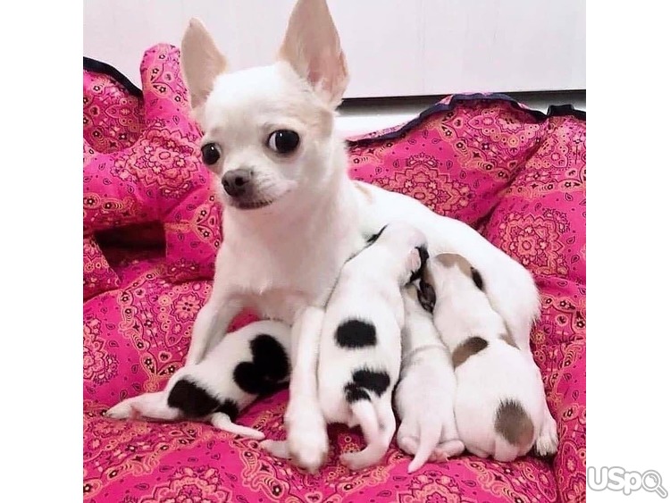 Chihuahuas puppie