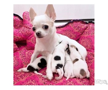 Chihuahuas puppie