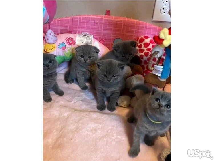 Blue British shorthair kittens for sale