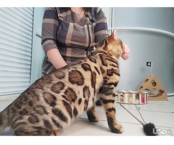 Bengal female, for breed & show
