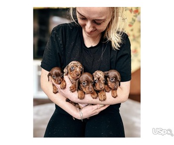 5 Lovely and Adorable Dachshund Babies