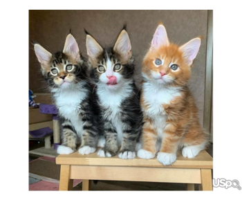 Gorgeous Main Coon kittens Available