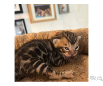 Bengal kitten female pedigreed/registered