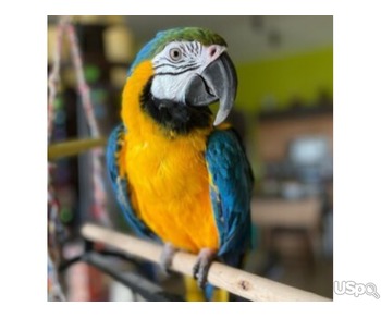 Beautiful Blue and Gold Macaw Pair for sell