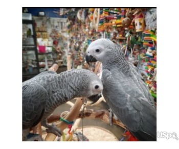 Well Trained Male and female African Grey Parrot for sell
