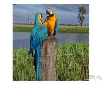 Two Top Stunning Blue and Gold Macaw parrots ready for sell