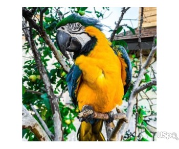 Two Top Stunning Blue and Gold Macaw parrots ready for sell