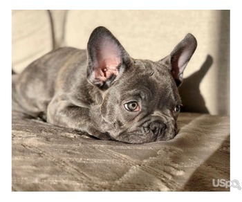 Super Adorable Frenchie Puppies For Adoption