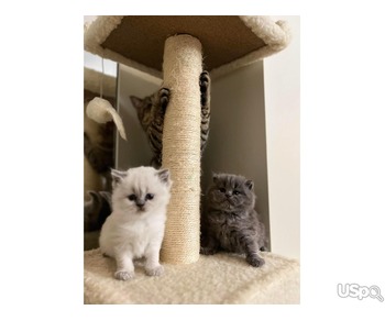 Scottish fold/straight kittens. For more information pm me! Located: ????Staten Island NY