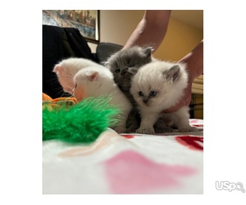 Scottish fold/straight kittens. For more information pm me! Located: ????Staten Island NY