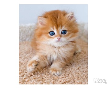 Продаются самые милые персидские котята
