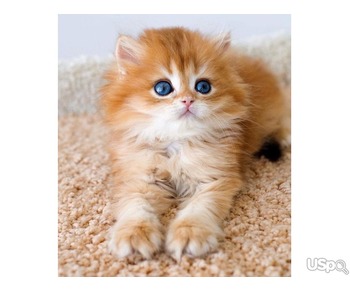 Продаются самые милые персидские котята