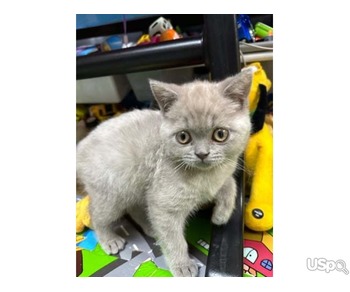 Cute and Lovely British Shorthair kittens