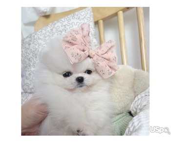 Boy and Girls Pom Puppies For Sale